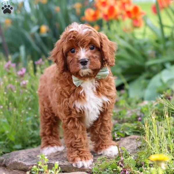 Jaxon, Cavapoo Puppy